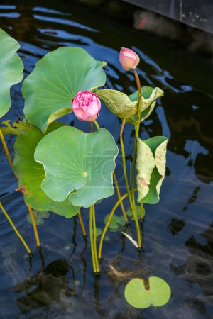 Téléchargez les photos : Exquis et luxueux jardin chinois lotus koï étang - en image libre de droit