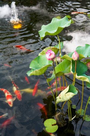 Téléchargez les photos : Exquis et luxueux jardin chinois lotus koï étang - en image libre de droit