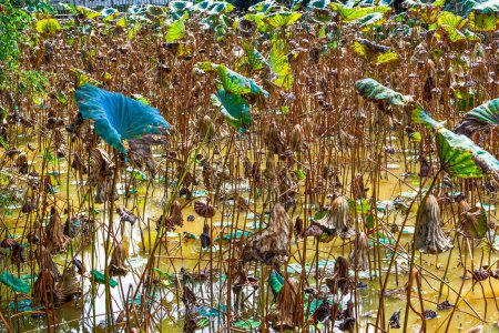 Foto de Una hoja de loto estanque revivido en un jardín clásico en primavera - Imagen libre de derechos