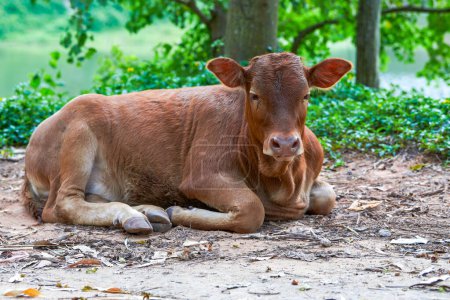 Una vaca en reposo en el campo