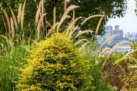 Téléchargez les photos : Caractéristiques des roseaux et de la végétation poussant le long du bord de l'eau du parc - en image libre de droit