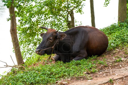 Una vaca en reposo en el campo