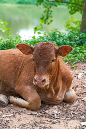 A resting cow in the countryside
