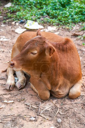 A resting cow in the countryside