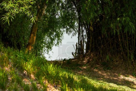 Photo for Lush bamboo forest along the river in the park - Royalty Free Image