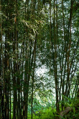 Lush bamboo forest along the river in the park