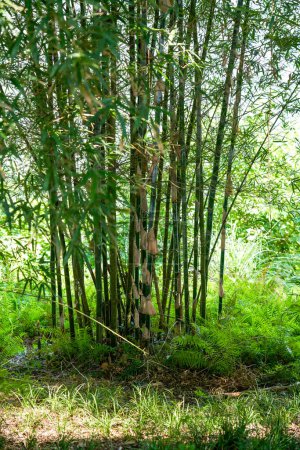 Lush bamboo forest along the river in the park