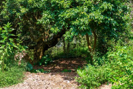 Téléchargez les photos : Jungle et végétation verte à l'extérieur à la campagne - en image libre de droit