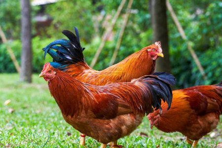 Close-up of big rooster free range in rural area