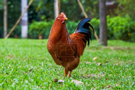 Close-up of big rooster free range in rural area