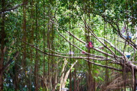 Nahaufnahme eines uralten riesigen Banyan-Baumes