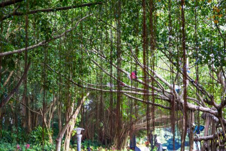 Close-up of an ancient huge banyan tree