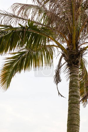 Großaufnahme hoher Palmen am Meer