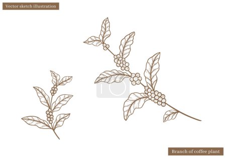 Kaffeepflanze blättert Vintage-Vektor-Skizze mit Kaffeefruchtsamen in handgezeichnetem Illustrationsvektor