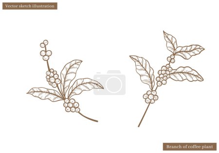 Kaffeepflanze Blätter Zweigvektorskizze mit Kaffee Fruchtsamen in der Hand gezeichnet Illustration Vektor