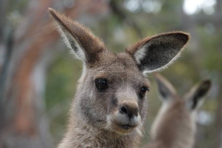 Téléchargez les photos : Portrait de kangourou. Symbole animal national de l'Australie - en image libre de droit