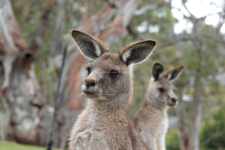 Téléchargez les photos : Portrait de kangourou. Symbole animal national de l'Australie - en image libre de droit