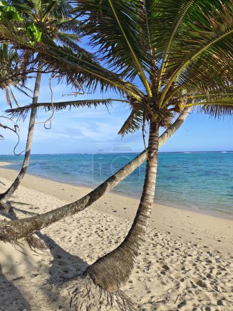 Palmeras en una playa de las Islas Cook en un paraíso tropical
