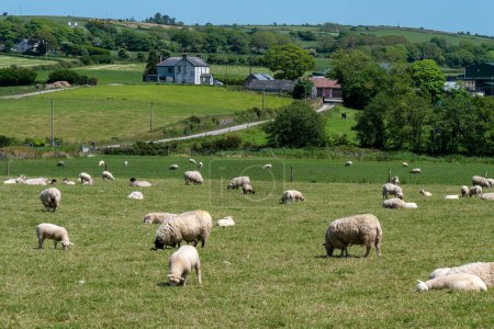 Téléchargez les photos : Un troupeau de moutons blancs sur une prairie verte un jour de printemps ensoleillé. Un pâturage paysan dans le sud de l'Irlande. Ferme d'élevage, paysage agricole. Troupeau de moutons sur champ d'herbe verte - en image libre de droit