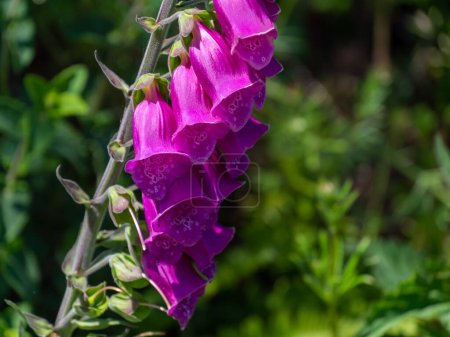 Inflorescence of foxglove flowers. Beautiful purple flowers. Digitalis is a genus of herbaceous perennial plants, shrubs, and biennials, commonly called foxgloves.