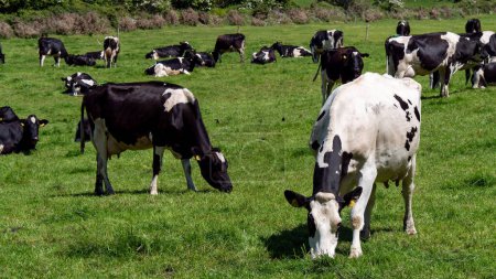 A cows on a green pasture on a sunny spring day. Grazing cows on a dairy farm. Cattle. Irish agriculture, agricultural landscape. Animal husbandry. Herd of cow on grass field