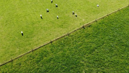 Foto de Una oveja cerca de la valla en un campo de cultivo verde, en un día soleado. Paisaje agrícola. Granja ganadera, vista superior. - Imagen libre de derechos