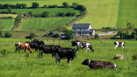 Foto de Las vacas pastan en un campo de agricultores en un día de verano. Freegrazing de ganado. Paisaje agrícola. Granja ganadera en Irlanda. Vaca blanca y negra en campo de hierba verde - Imagen libre de derechos
