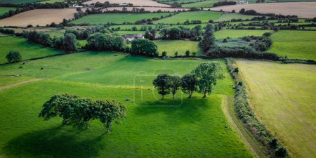 Foto de Campos de Irlanda en verano, vista superior. Unos pocos árboles en un campo de hierba verde. Paisaje agrario irlandés. Campo de hierba verde con árboles - Imagen libre de derechos