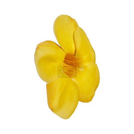 Téléchargez les photos : Une grande fleur tropicale jaune avec cinq pétales, Golden Trumpet Vine, Allamandra cathartica. Isoler. - en image libre de droit
