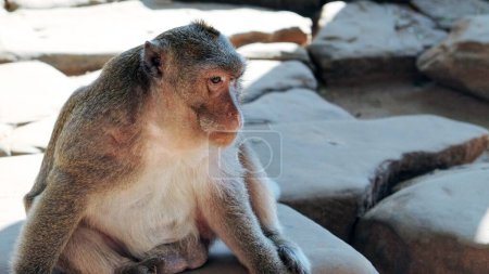 Téléchargez les photos : Un singe moelleux mignon est assis sur des dalles de pierre, un portrait d'un animal. - en image libre de droit