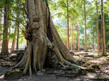 Photo for Huge mangled roots of a banyan tree in the forest of Southeast Asia, a walking ficus. - Royalty Free Image