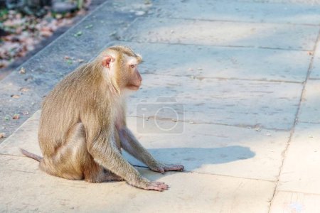 Téléchargez les photos : Portrait en gros plan d'un singe moelleux assis sur des dalles de pierre, mettant en valeur la douceur. - en image libre de droit