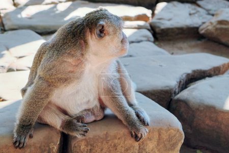Téléchargez les photos : Portrait d'un singe mignon et moelleux assis sur des dalles de pierre. - en image libre de droit