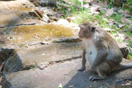 Téléchargez les photos : Un singe moelleux positionné sur des dalles de pierre, capturé dans un joli portrait d'animal - en image libre de droit