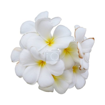 Foto de Una inflorescencia de hermosas flores blancas. Plumeria, también conocido como frangipani, es un género de plantas con flores perteneciente a la familia Apocynaceae.. - Imagen libre de derechos