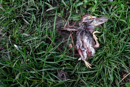 Téléchargez les photos : L'image montre un oiseau décédé couché sur une surface herbeuse. Le petit moineau est tombé du nid et est mort.. - en image libre de droit