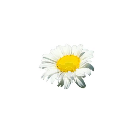 Téléchargez les photos : Ceci est une photo d'une seule marguerite blanche avec un centre jaune sur un fond blanc. - en image libre de droit