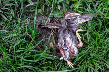 Téléchargez les photos : Un jeune oiseau aux plumes mouillées et mates est vu sans vie sur l'herbe. Le petit moineau est tombé du nid et est mort.. - en image libre de droit