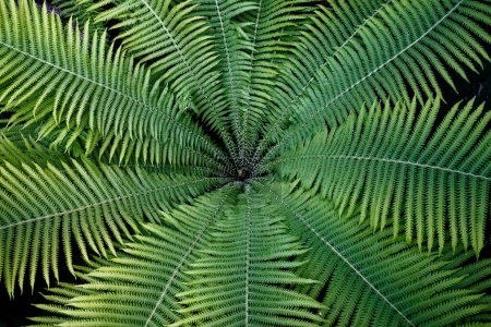 Téléchargez les photos : Gros plan d'une fougère aux feuilles symétriques et plumeuses. - en image libre de droit