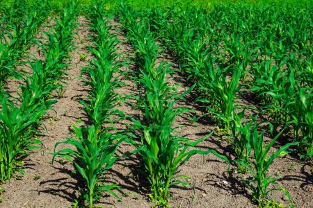 Foto de Un campo de maíz con hileras de plantas jóvenes y verdes. - Imagen libre de derechos