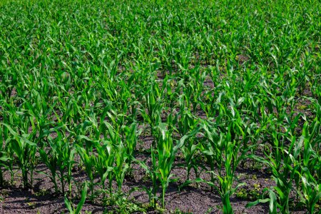 Foto de Una foto de un campo de maíz tomada en un día soleado. - Imagen libre de derechos