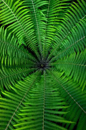 Téléchargez les photos : Une fougère aux feuilles vertes rayonnant d'un point central. - en image libre de droit