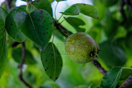 Photo for The image shows a green, unripe pear hanging from a branch surrounded by leaves with visible pest damage. - Royalty Free Image
