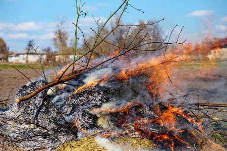 Foto de El fuego consume una pila de madera y hierba seca. Quemadura ilegal de hojas y hierba seca. - Imagen libre de derechos
