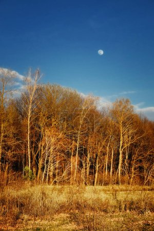 The moon is visible in the blue sky above bare, golden-hued trees.