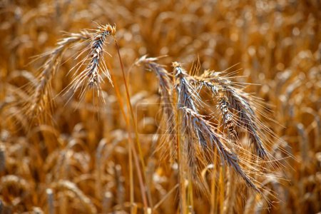 Detailed image of golden wheat stalks in a field.