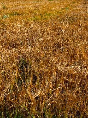 The image displays a dense field of mature, golden barley under sunlight.