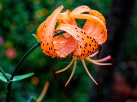 Das Bild fängt eine leuchtend orangefarbene Lilie mit Flecken ein, die ihre komplizierten Staubgefäße inmitten grüner Blätter zeigt..