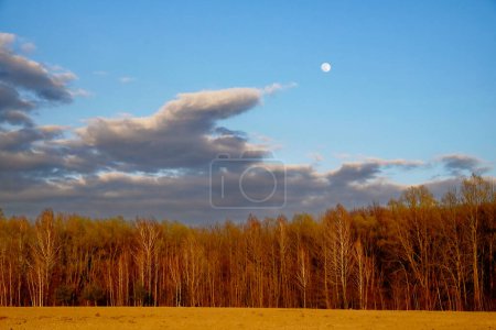 A landscape of leafless trees under a sky with the moon visible during daylight.