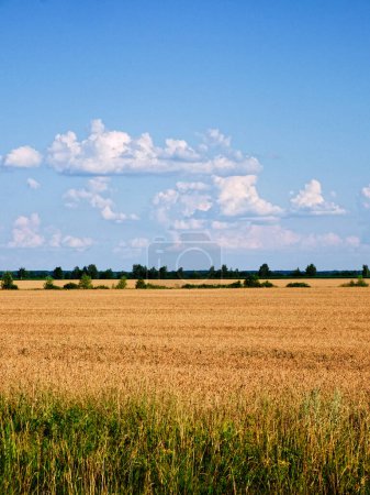 A sunny day over a ripe field, green grass at the front, distant trees and a partly cloudy sky overhead.